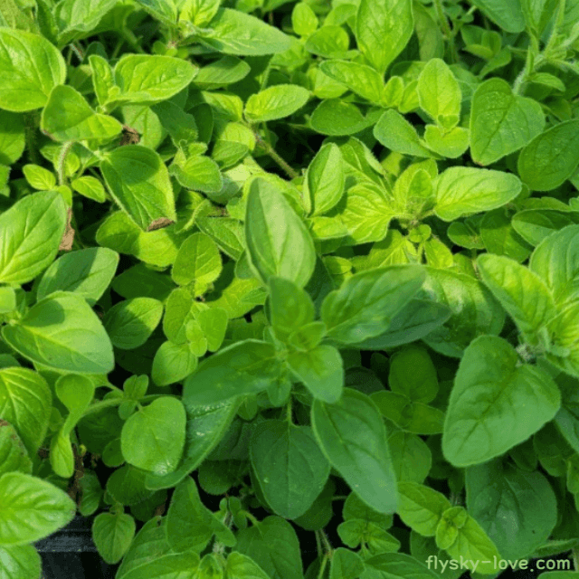오레가노 (Oregano), 오레가노 오일
