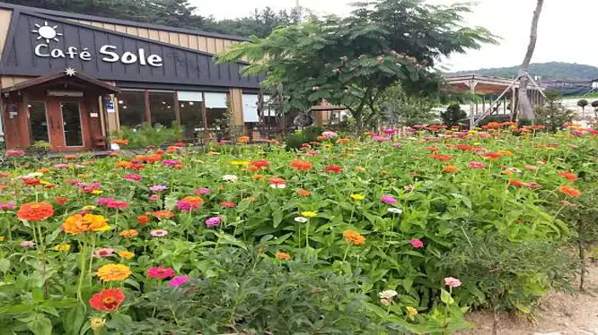 카페솔레