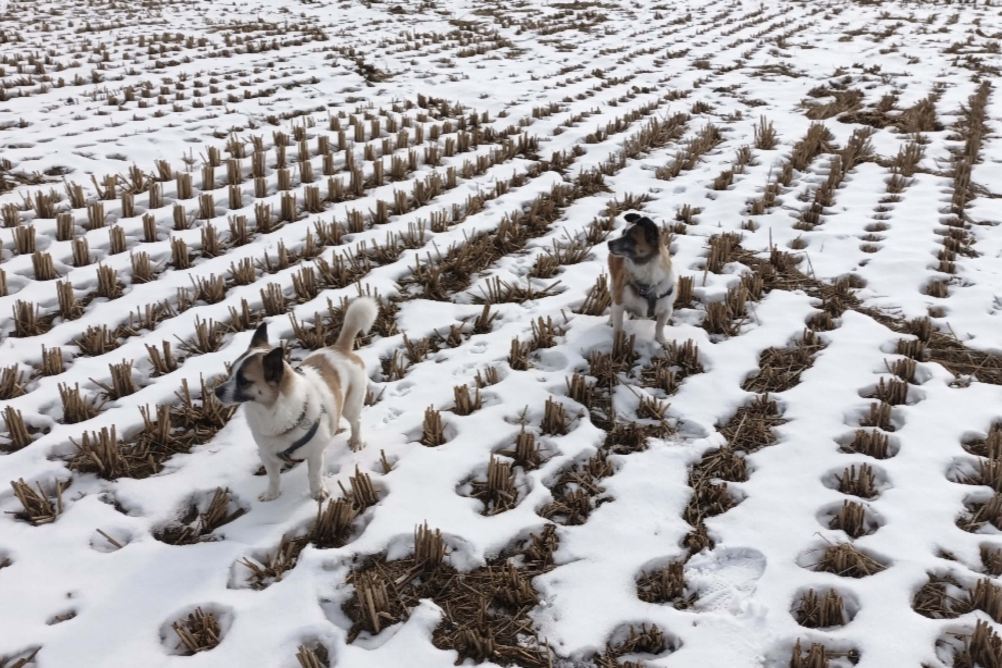 눈온 논에서 강지들이 신나하는 모습