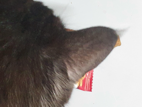 고양이 간식 습격