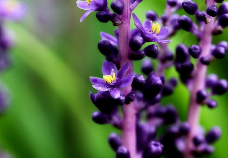 맥문동 효능과 부작용 썸네일