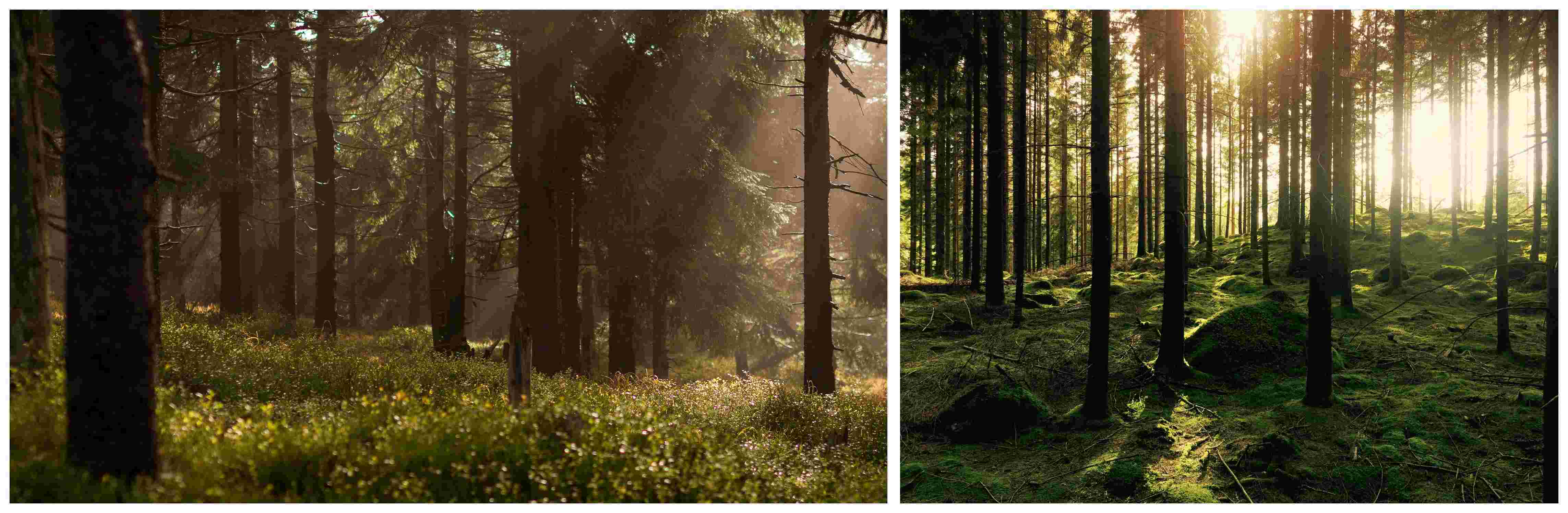 국립자연휴양림 사진2