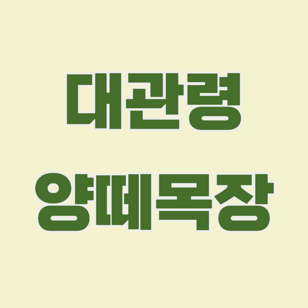 대관령 양떼목장 여행 가이드 사계절 내내 즐길 수 있는 자연과 동물 체험, 겨울 설경의 매력, 추천 일정 및 방문 팁까지 알아보세요.
