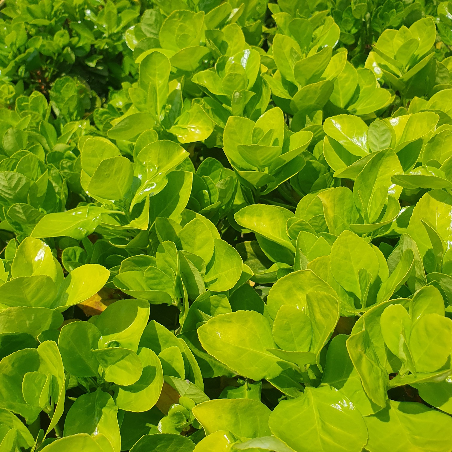 반짝 반짝 부드러운 잎