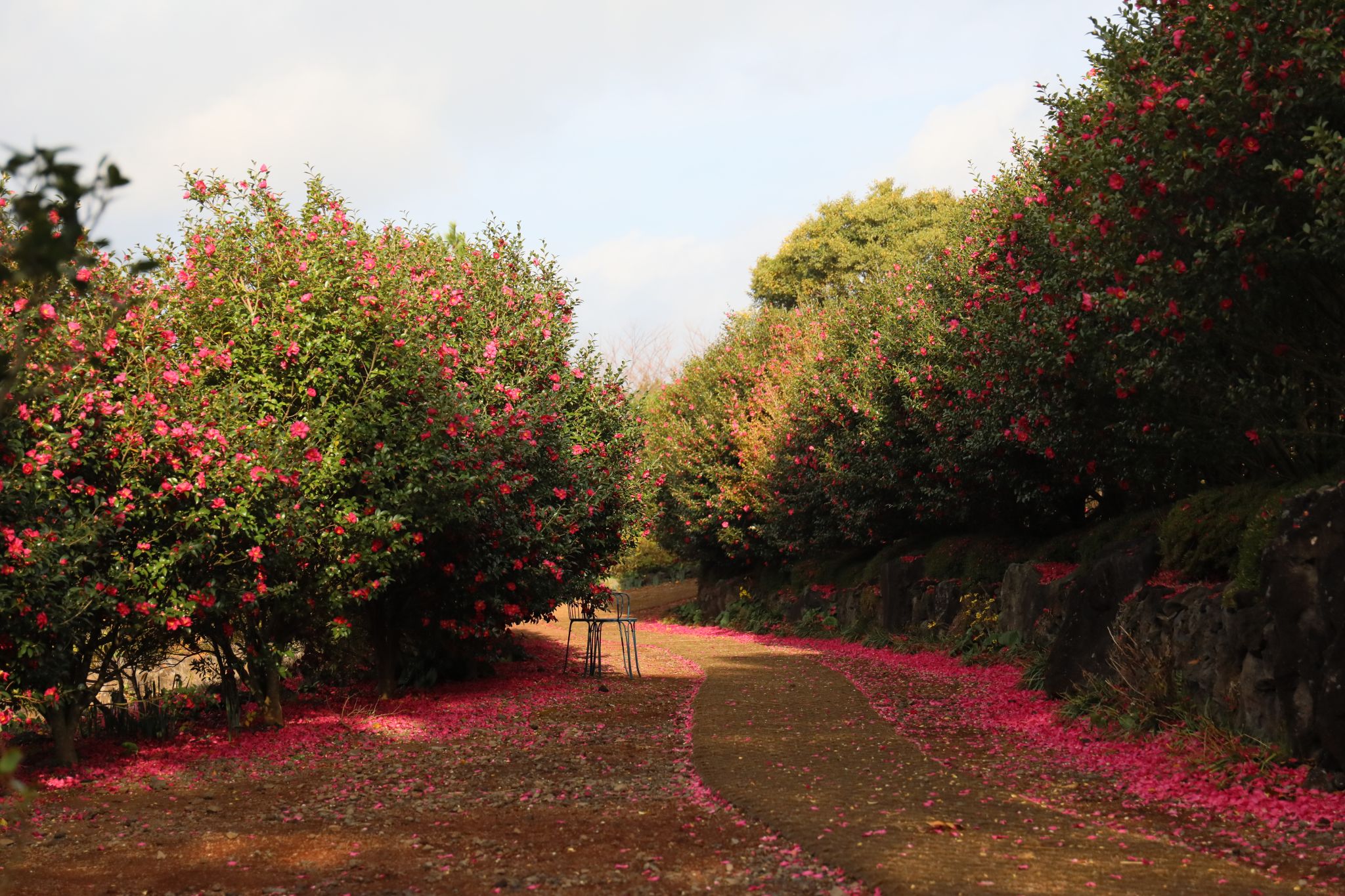 제주도-가볼만한곳-10곳-카멜리아힐4