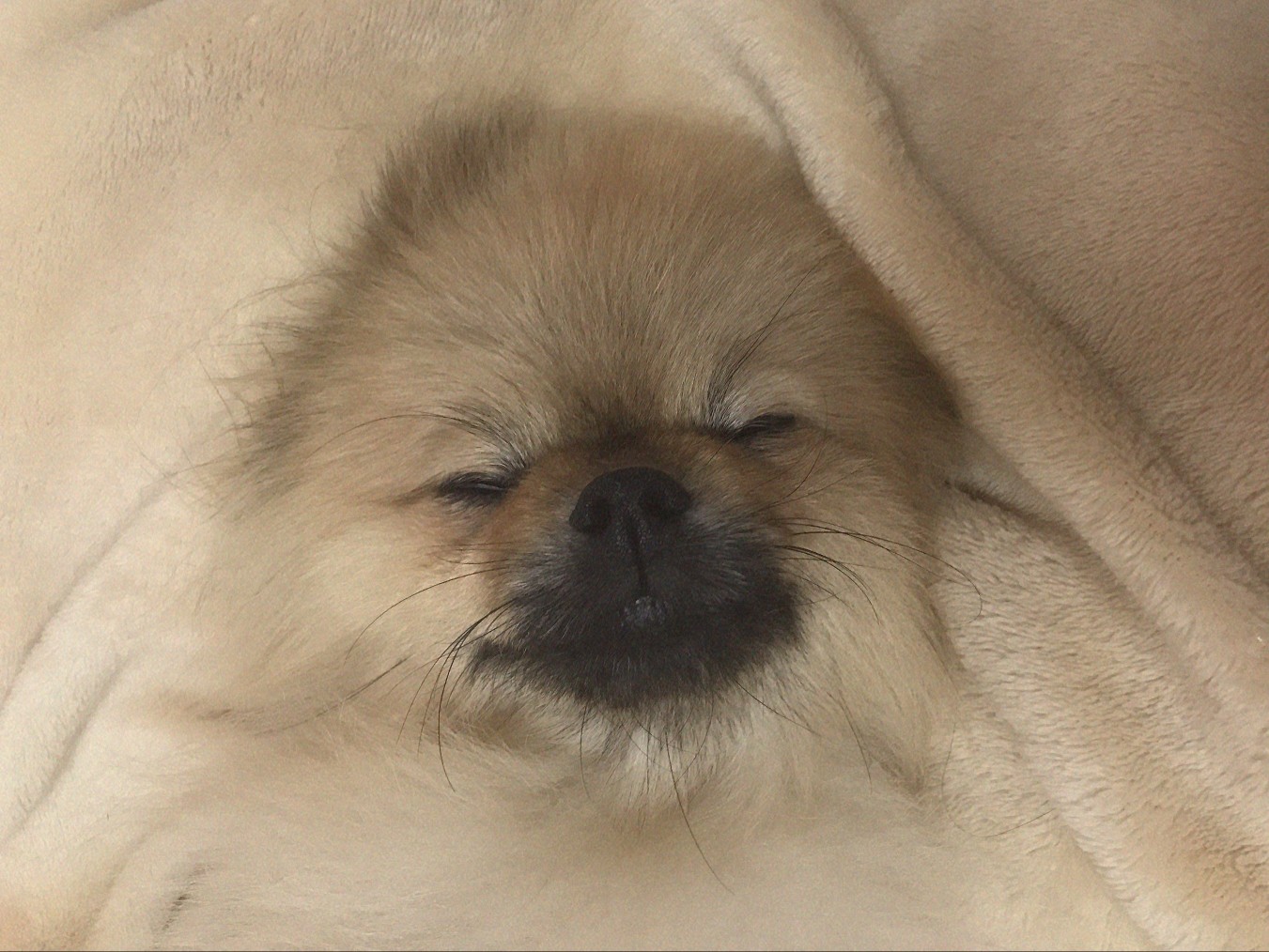 강아지가 담요를 깔고 자고 있다.