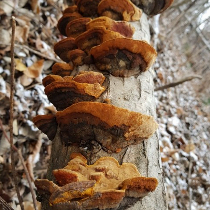 암에 좋은 자연산 상황버섯 효능 총정리