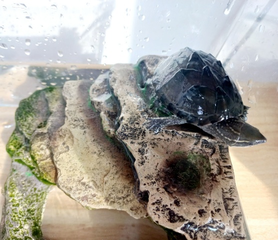 반수생 거북이 키우기_커먼머스크 터틀 (가격, 수명, 먹이, 집 청소)