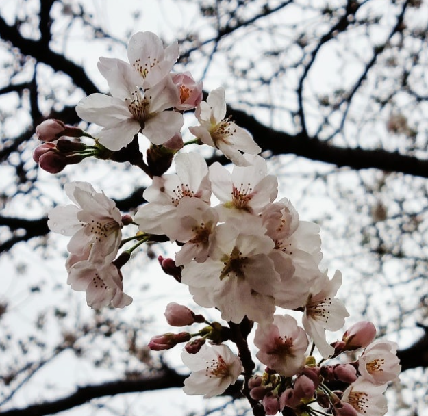 로망스다리 벚꽃