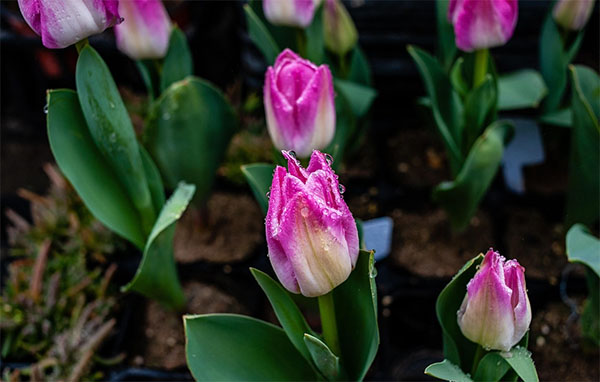 튤립 개화 시기