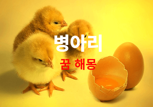 꿈에 병아리가 나오면 길몽? 태몽 일까요? 흉몽도 있으니 확인 하세요(병아리꿈 무료해몽풀이)