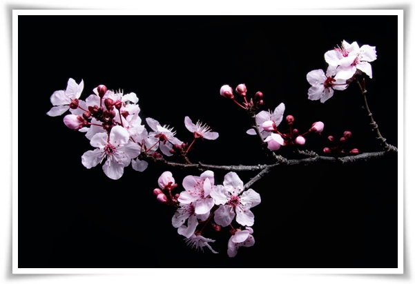 "벚꽃" 희망과 새로운 시작의 상징 봄의 전령사!