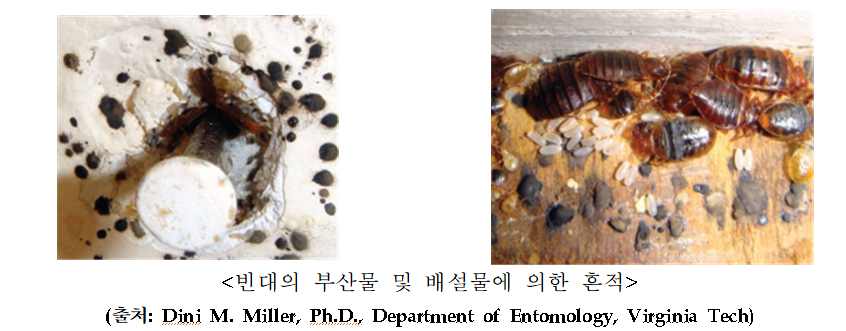 빈대8