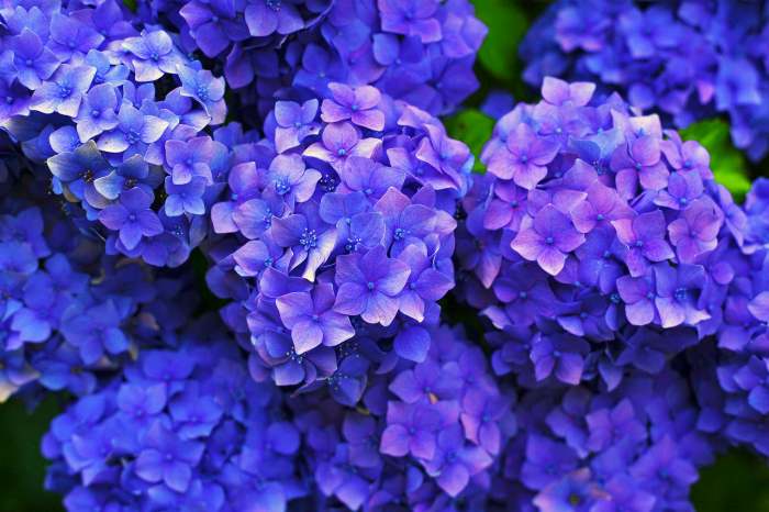 내장지방 체지방 염증 지방 돕는 수국잎 열수 추출물 대표 효능 3가지 및 부작용 알아보기