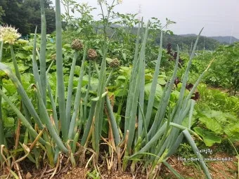 텃밭 대파 키우는 방법 파종 시기_10