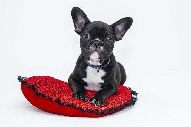 canine atopic dermatitis