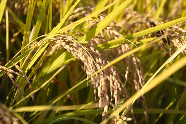 망종 뜻 24절기 시간 음식 총정리