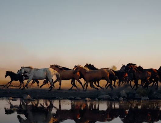몽골 입국신고서 작성법