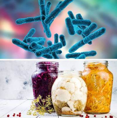 노인 유산균 : 프로바이오틱스