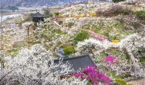 2026 광양매화축제 일정 총정리: 주차부터 입장료 환급 꿀팁까지