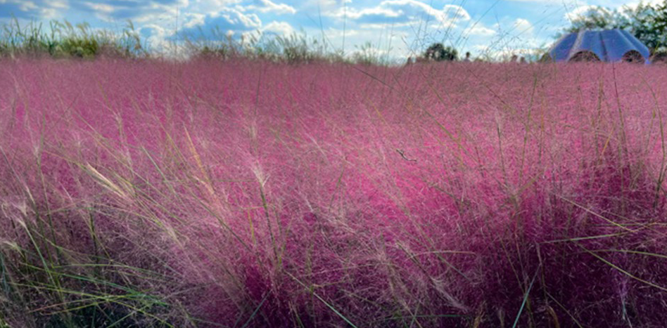 하늘공원 핑크뮬리