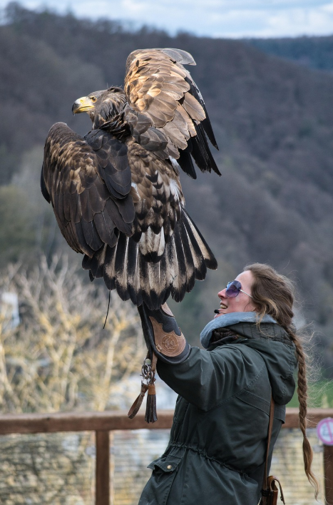 동물훈련사는 어떤 일을 할까?