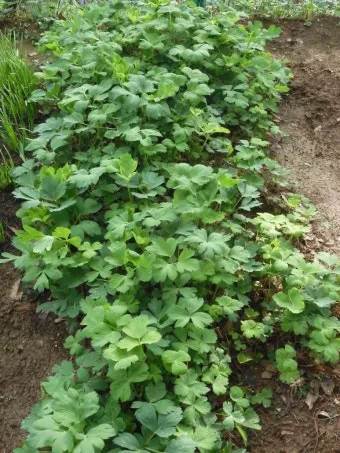 방풍나물 재배 모종 심기 바람막이 설치 생육 관리_10