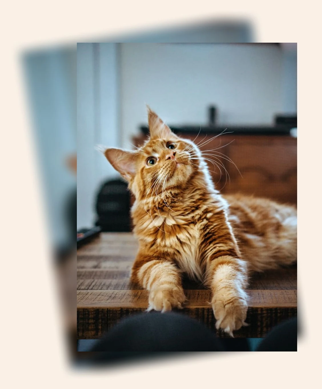 고양이 알레르기 관리_1_subsection