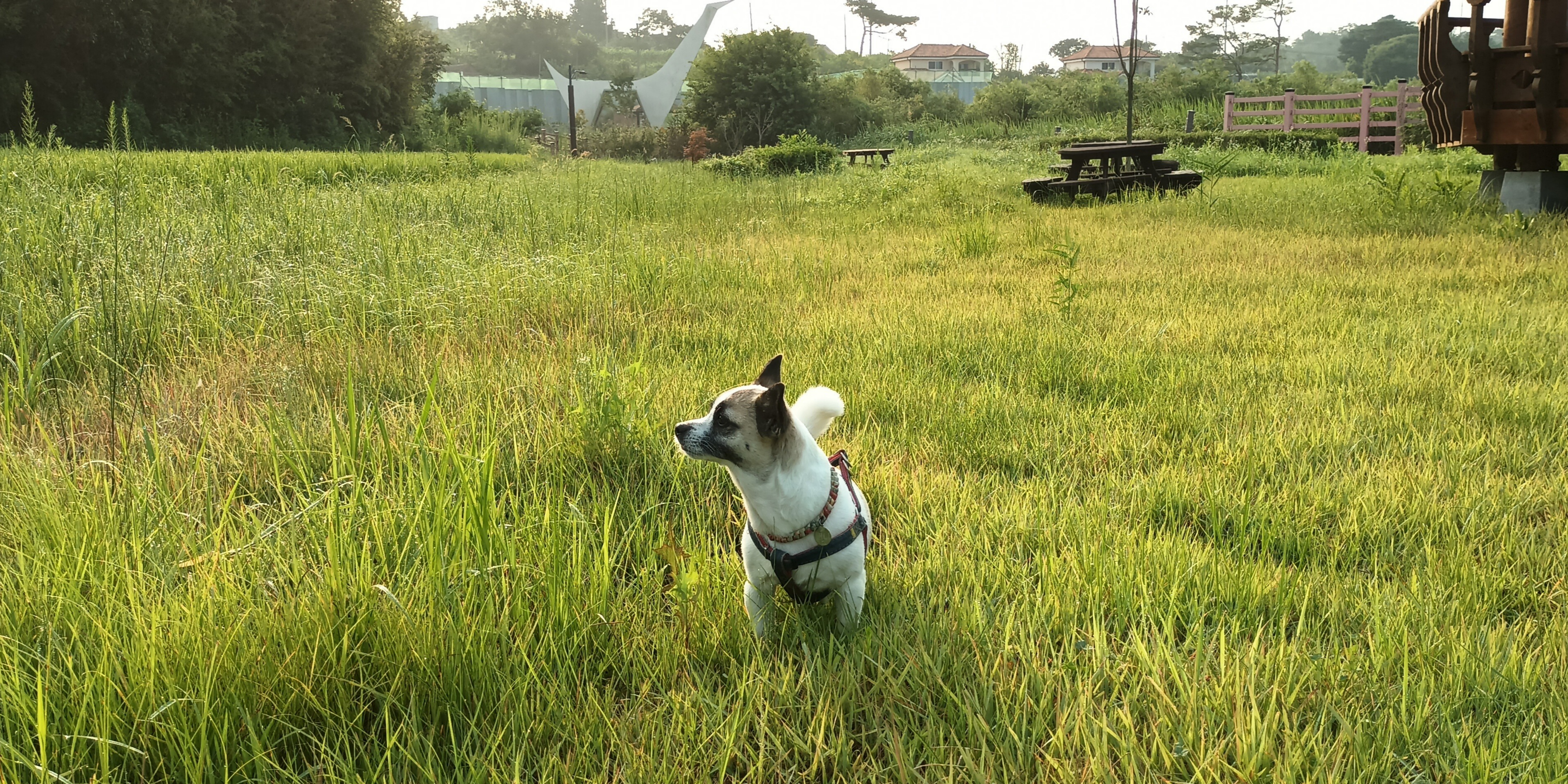 자랑스런 나에 강아지 "버니"