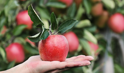 서로에게 사과를 던지며 싸운다 - 영국 사과 던지기 축제