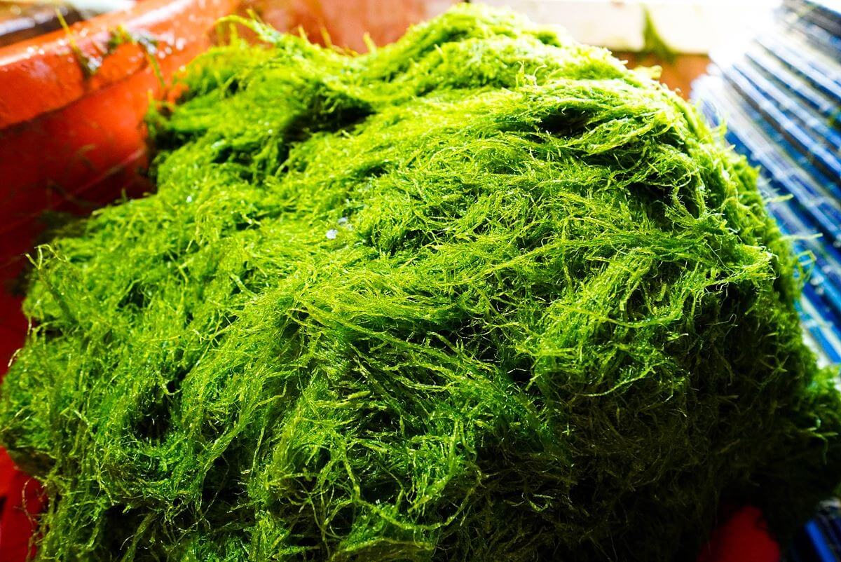 생방송오늘저녁 감태 온라인 주문 방법! 충남 서산