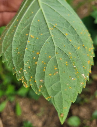 들깨 심는시기(파종시기, 심기방법, 재배방법, 수확하기) 깻잎키우기 총정리!