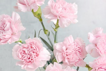 카네이션 화분 오래 기르고 싶어요. 물주기/토양관리/성장관리