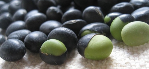 서리태 심는시기2