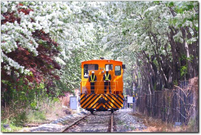 전주 팔복동 이팝나무 철길 주차 명소 시기 위치 소요시간