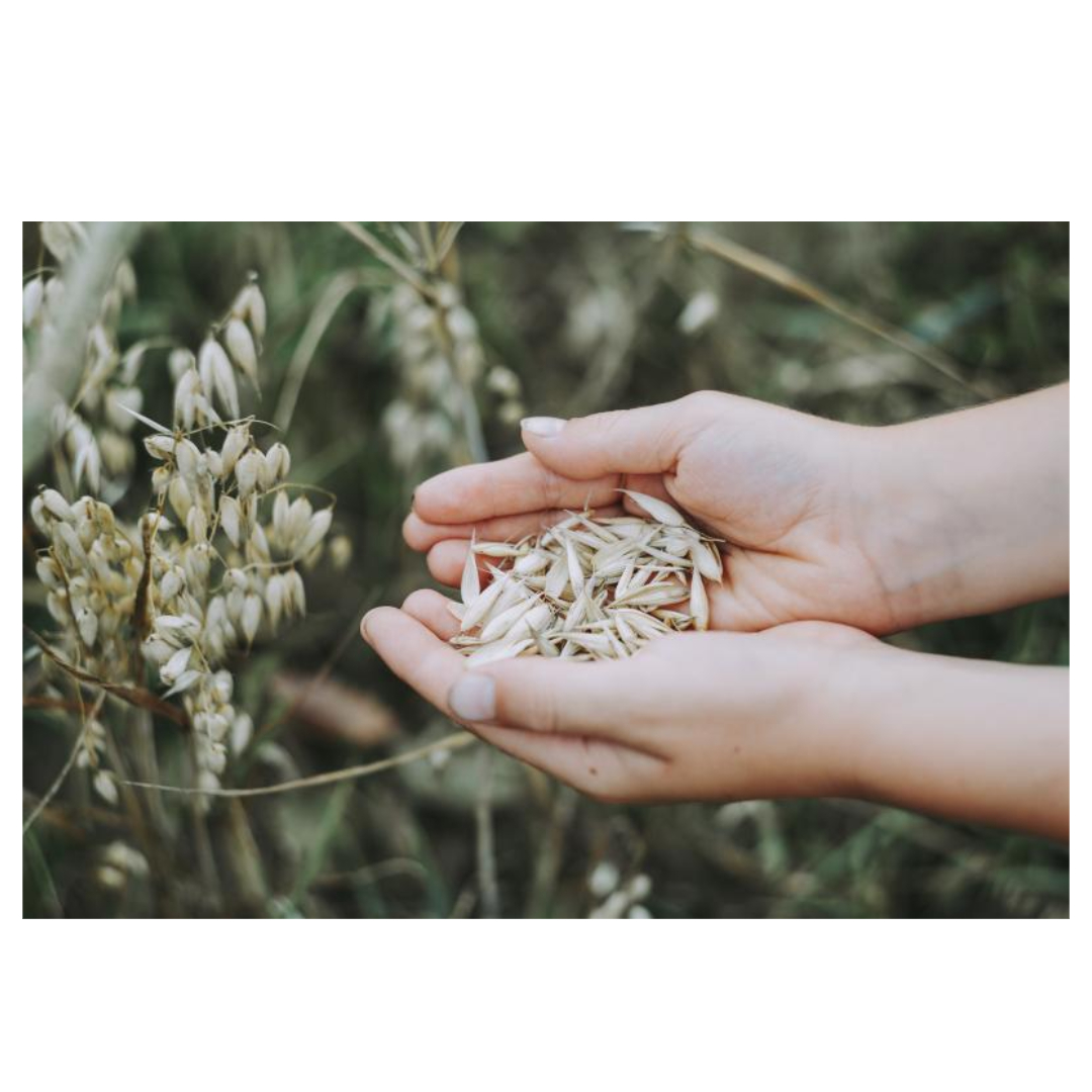 멜라토닌과 관련된 사진입니다.