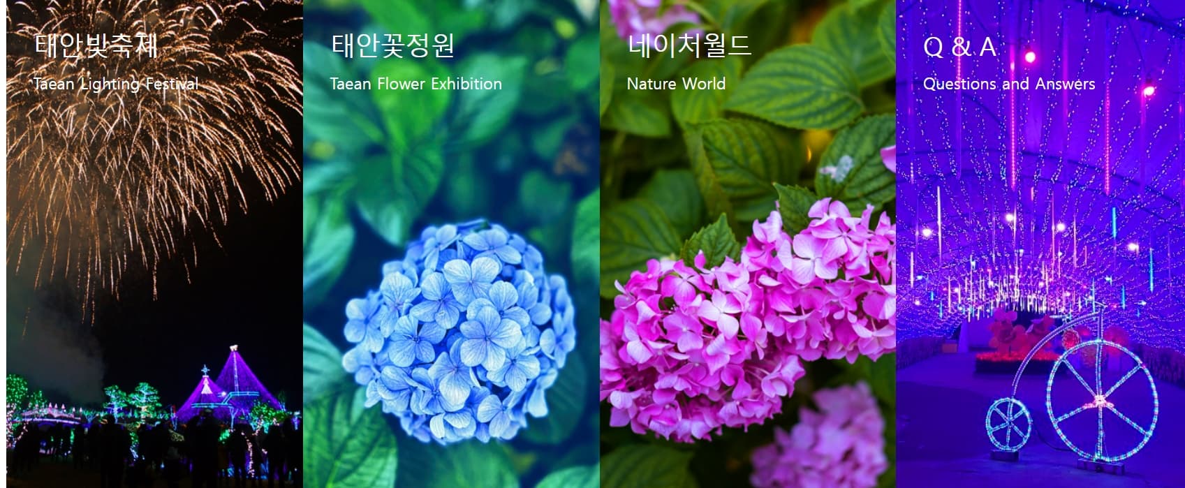 [지역 축제]태안 빛축제｜낮엔 꽃구경, 밤엔 불빛 나들이