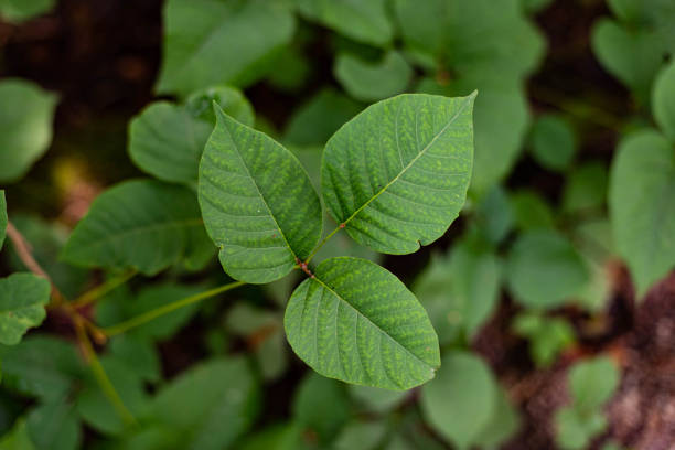 옻의 효능, 부작용 및 사용법 알아보기