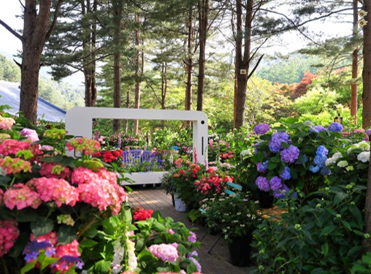 아침고요 수국 전시회