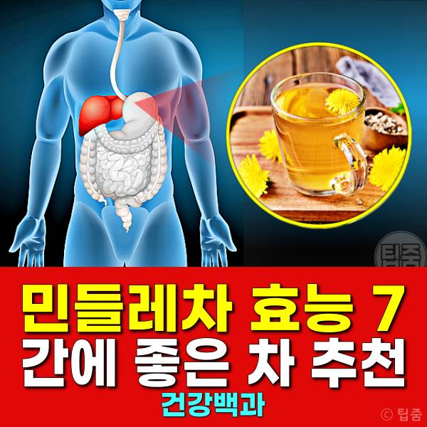 간에 좋은 차 민들레차 효능 민들레차부작용
