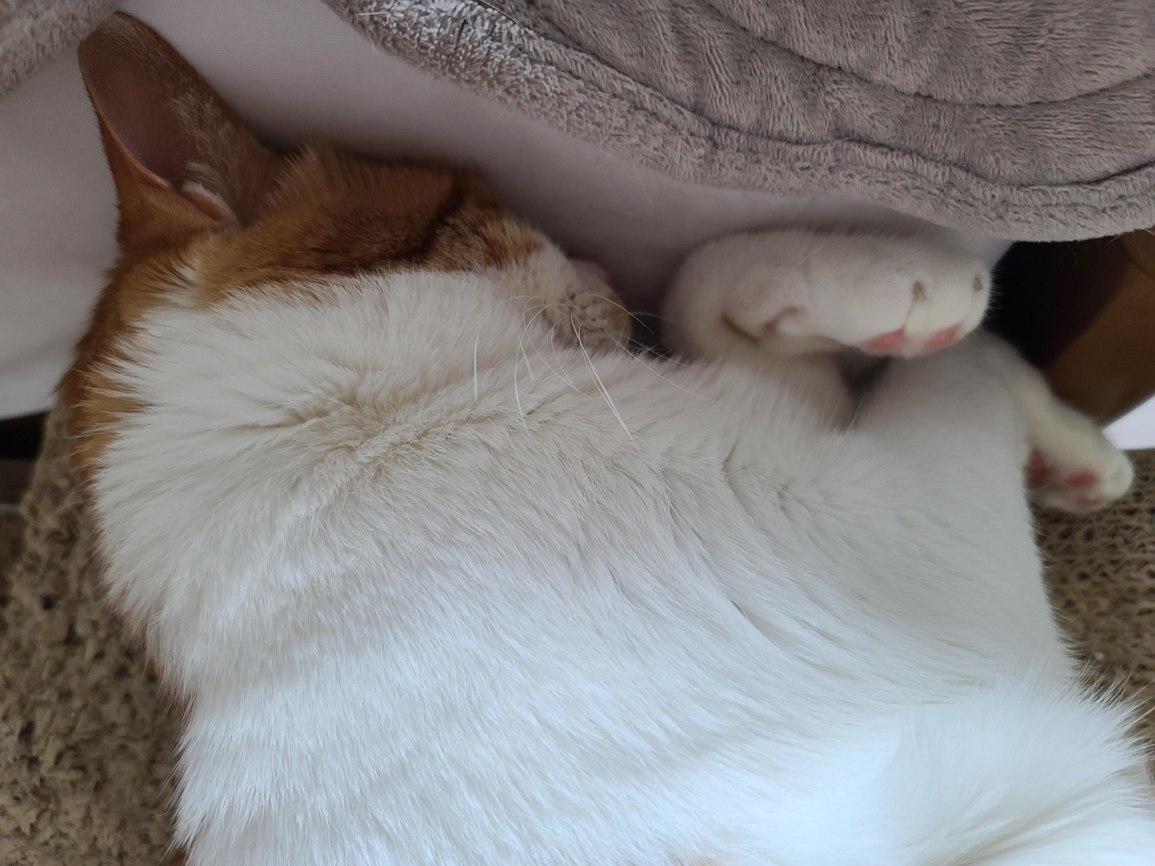 귀엽게 자는 고양이들. 비오는날 아홉냥이들.