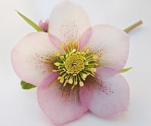 헬레보루스 겨울에 피는 꽃