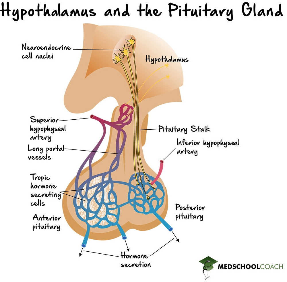 hypothalamus anterior pituitary gland