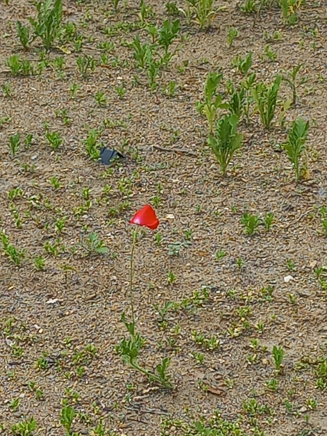 관상용 양개비 꽃