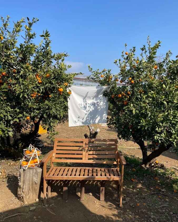 제주여행-서귀포-감성-귤따기-체험