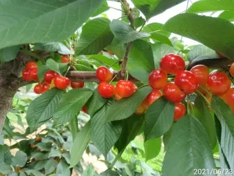 체리나무 재배법 건강한 과일 나무 키우기_3