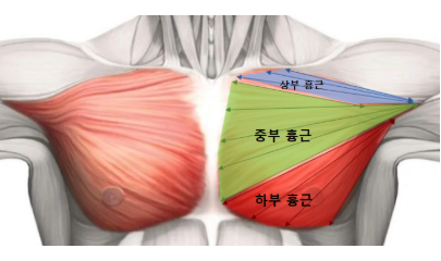 운동 부위