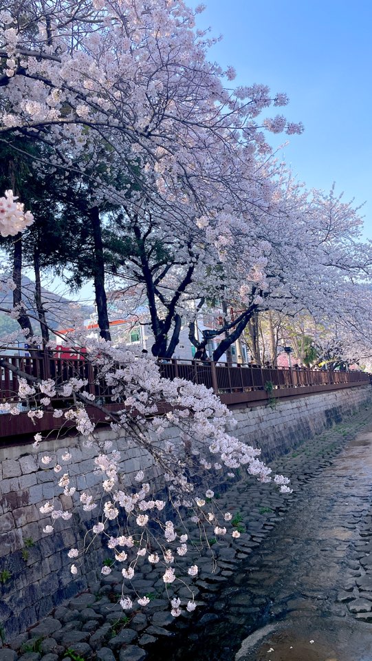 군항제