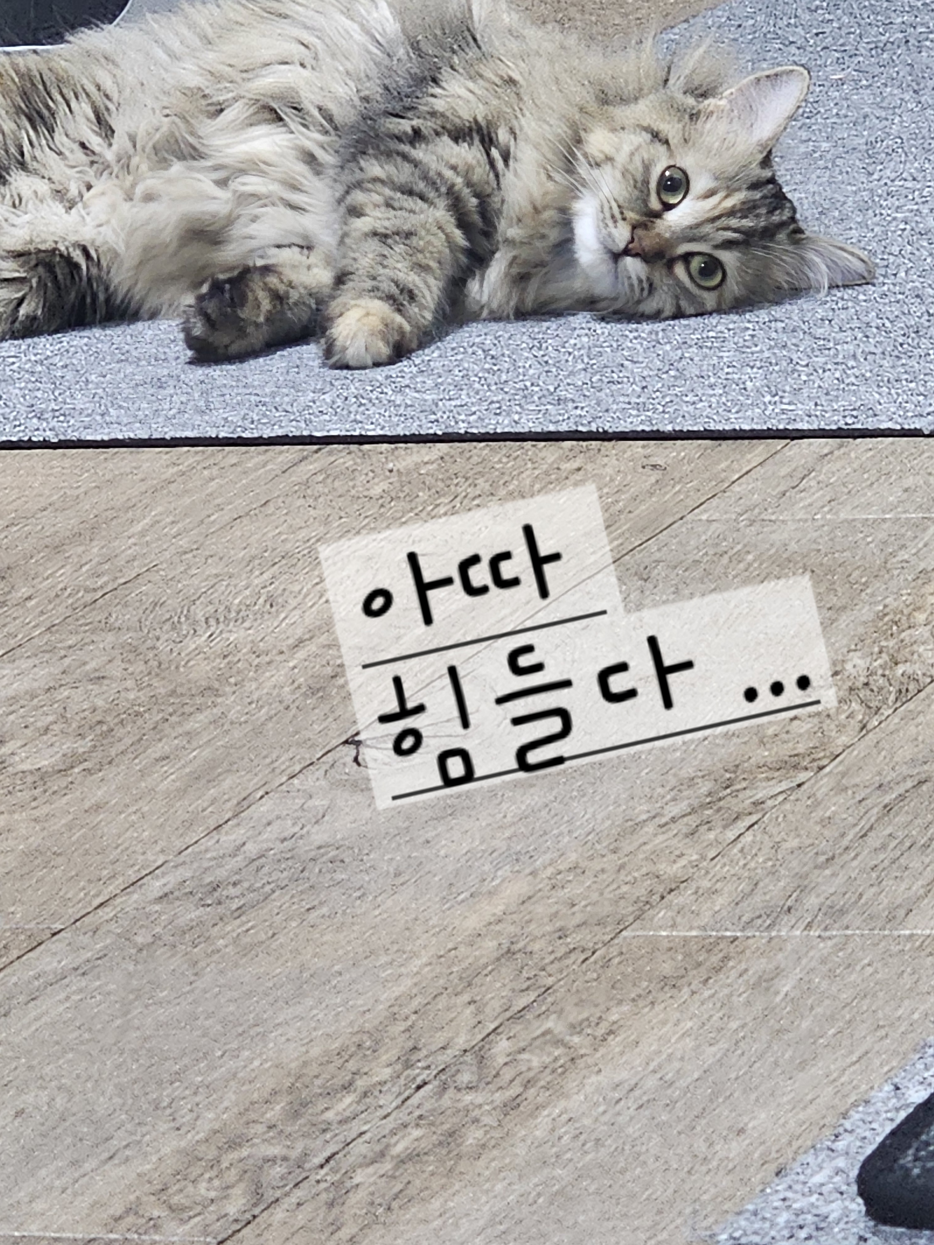 털 많은 제니양