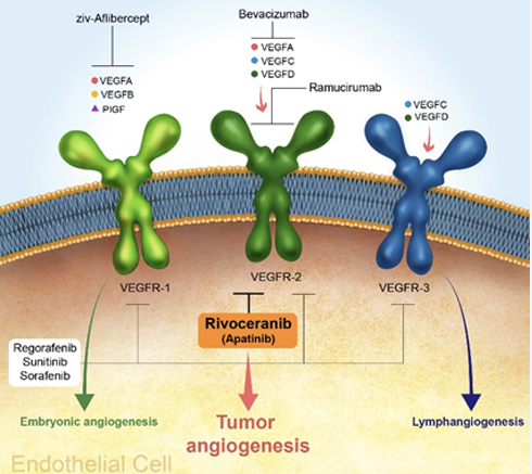간암 신약 리보세라닙 승인